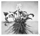 water orchid - a tropical floating aquatic plant having spikes of large blue flowers