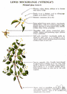 philadelphus - any of various chiefly deciduous ornamental shrubs of the genus Philadelphus having white sweet-scented flowers, single or in clusters