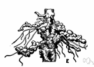 agrobacterium - small motile bacterial rods that can reduce nitrates and cause galls on plant stems