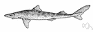 Pacific spiny dogfish - dogfish of Pacific coast of North America