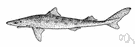 Squalus suckleyi - dogfish of Pacific coast of North America
