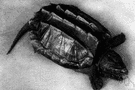 Macroclemys temmincki - large species having three ridges on its back