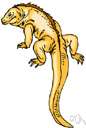 family Iguania - New World lizards