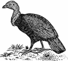 Alectura - brush turkeys