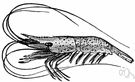 genus Palaemon - type genus of the family Palaemonidae