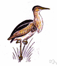 least bittern - small American bittern