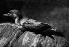 Puffinus puffinus - small black-and-white shearwater common in the northeastern Atlantic