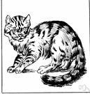 European wildcat - bushy-tailed wildcat of Europe that resembles the domestic cat and is regarded as the ancestor of the domestic cat