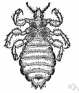 Pediculus humanus - head or body louse