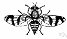 Rhagoletis - a genus of Trypetidae