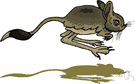 kangaroo rat - any of various leaping rodents of desert regions of North America and Mexico