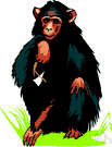 great ape - any of the large anthropoid apes of the family Pongidae
