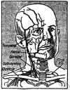 arteria palatina - one of several arteries supplying the face