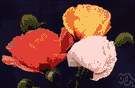 Papaver orientale - commonly cultivated Asiatic perennial poppy having stiff heavily haired leaves and bright scarlet or pink to orange flowers
