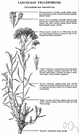 genus Chrysothamnus - genus of low branching shrubs of western North America genus Chrysothamnus - genus of low branching shrubs of western North America