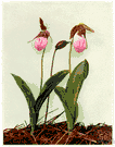 moccasin flower - once common rose pink woodland orchid of eastern North America