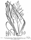 finger grass - grasses with creeping stems that root freely