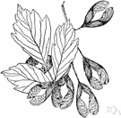 box elder - common shade tree of eastern and central United States