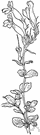 Penstemon newberryi - mat-forming plant with deep pink flowers on short erect leafy stems