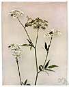 Sium suave - stout white-flowered perennial found wild in shallow fresh water