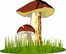 urn fungus - an urn-shaped discomycete with a nearly black interior