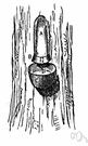 accroides gum - an alcohol-soluble resin from Australian trees