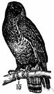 Buteo buteo - the common European short-winged hawk