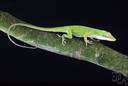 Anolis carolinensis - small arboreal tropical American insectivorous lizards with the ability to change skin color