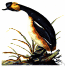 Podiceps nigricollis - small grebe with yellow ear tufts and a black neck