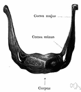 os hyoideum - a U-shaped bone at the base of the tongue that supports the tongue muscles