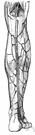 short saphenous vein - a vein running from the foot up the back of the leg to the knee