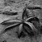 Gila Desert - a desert area in southern Arizona