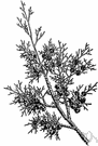 Chamaecyparis - a genus of Chamaecyparis