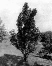 Liriodendron tulipifera - tall North American deciduous timber tree having large tulip-shaped greenish yellow flowers and conelike fruit