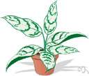 Chinese evergreen - erect or partially climbing herb having large green or variegated leaves