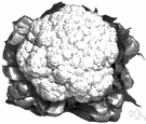 cauliflower - a plant having a large edible head of crowded white flower buds