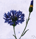cornflower - an annual Eurasian plant cultivated in North America having showy heads of blue or purple or pink or white flowers