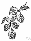 Humulus - hops: hardy perennial vines of Europe, North America and central and eastern Asia producing a latex sap