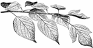 Broussonetia papyrifera - shrubby Asiatic tree having bark (tapa) that resembles cloth