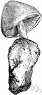 Volvaria bombycina - a parasite on various trees