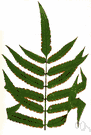 Marattia salicina - large Australasian evergreen fern with an edible rhizome sometimes used as a vegetable by indigenous people