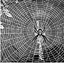 webbed