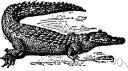 subclass Archosauria - a large subclass of diapsid reptiles including: crocodiles