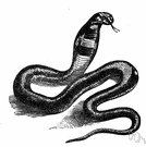 Naja - cobras