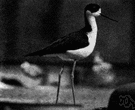 Himantopus mexicanus - stilt of southwestern United States to northern South America having black plumage extending from the head down the back of the neck