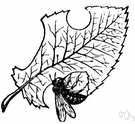 Megachilidae - leaf-cutting and mason bees