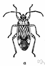 lygus bug - vector of viral plant diseases