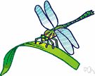snake doctor - slender-bodied non-stinging insect having iridescent wings that are outspread at rest