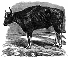 gaur - wild ox of mountainous areas of eastern India