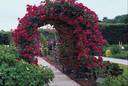 pergola - a framework that supports climbing plants